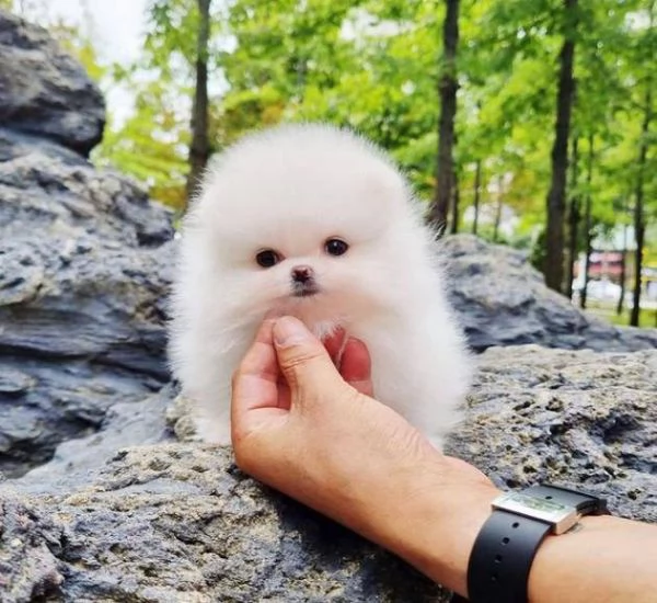 Regalo Cuccioli di pomerania maschio o femmina