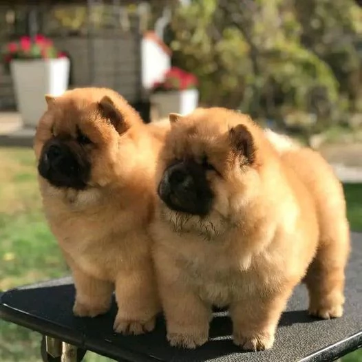 Regalo cuccioli di chow chow femminucce e maschietti