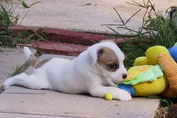 cucciolo di jack russel