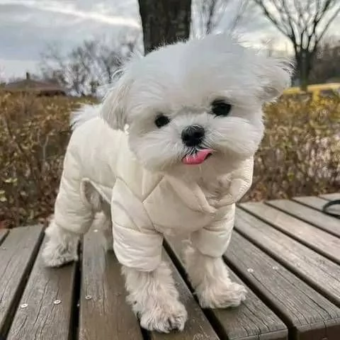 regalo  adorabili cuccioli di maltese toy