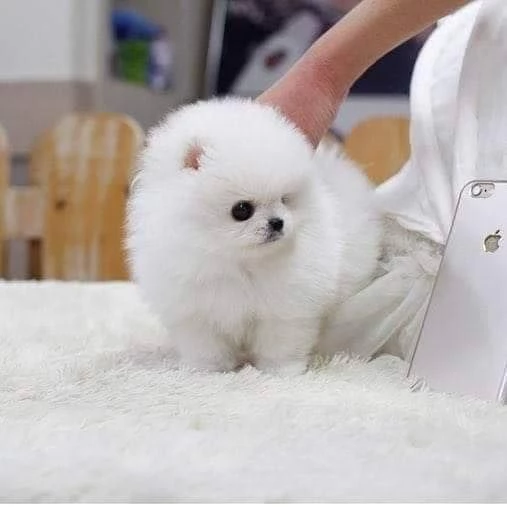 Adorabile cucciolo di pomerania per ladozione