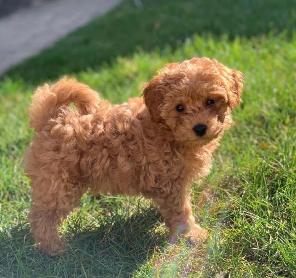 Regalo cuccioli di barboncino