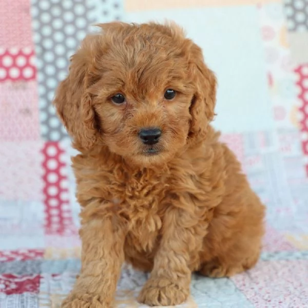 Cucciolo di barboncino in regalo