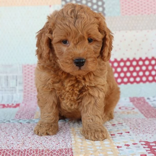 Cucciolo di barboncino in regalo | Foto 0