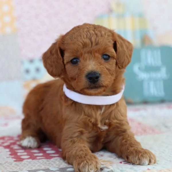 Cucciolo di barboncino in regalo