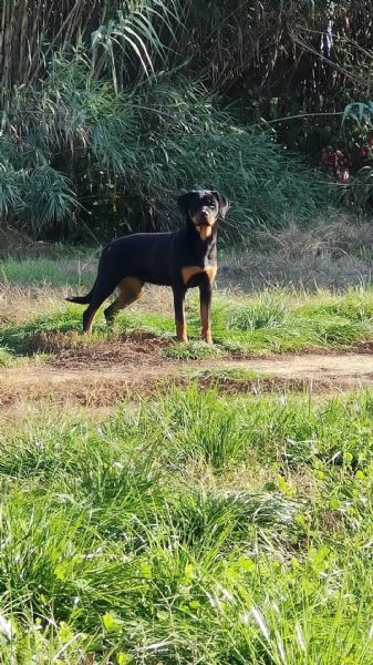 Cucciola di rottweiler 