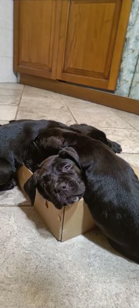 Cuccioli cane Corso  | Foto 6