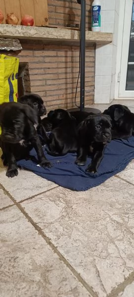 Cuccioli cane Corso  | Foto 4