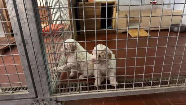 Lagotto Romagnolo cucciolo | Foto 6