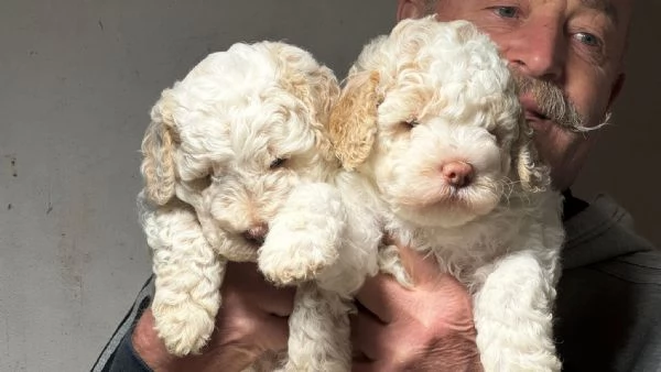 Lagotto Romagnolo cucciolo | Foto 5