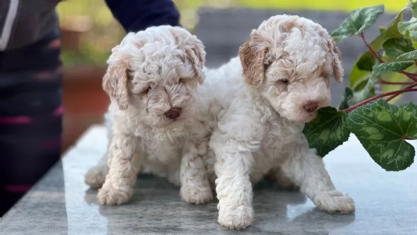 Lagotto Romagnolo cucciolo | Foto 1