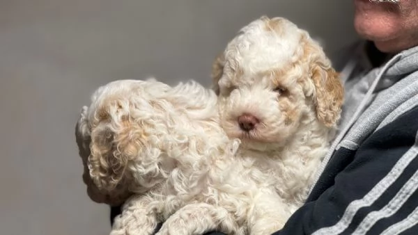 Lagotto Romagnolo cucciolo | Foto 0