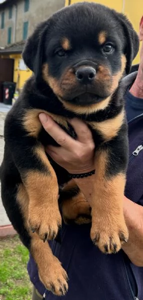 Cuccioli rottweiler  | Foto 1