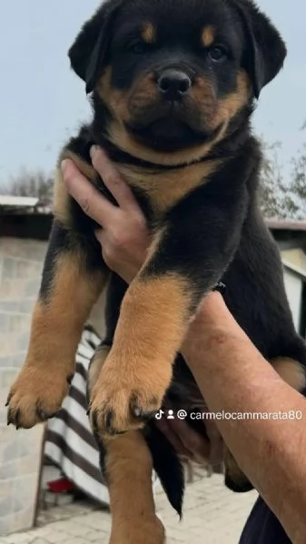 Cuccioli rottweiler  | Foto 0