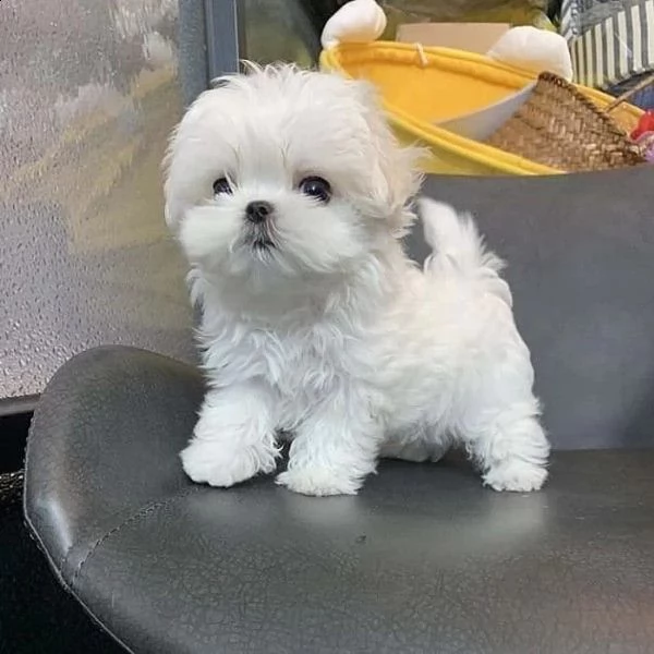 Cucciolo maltese con pedigree