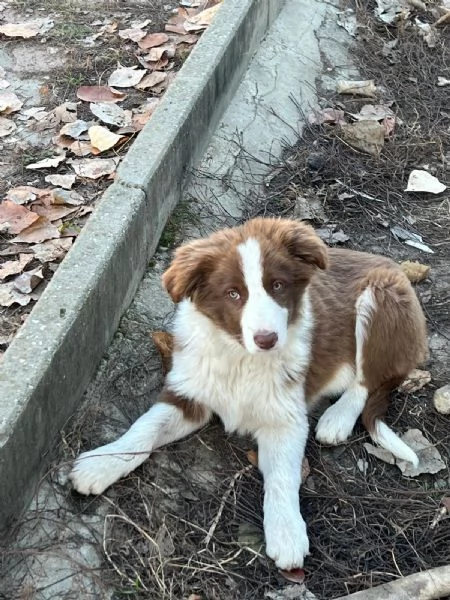 Cuccioli Border Collie senza pedigree