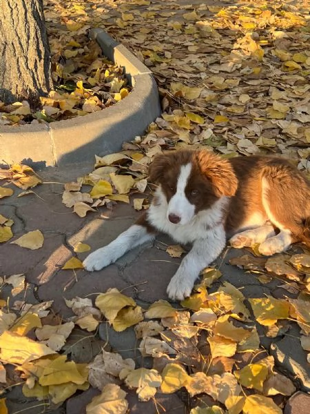 Cuccioli Border Collie senza pedigree | Foto 4