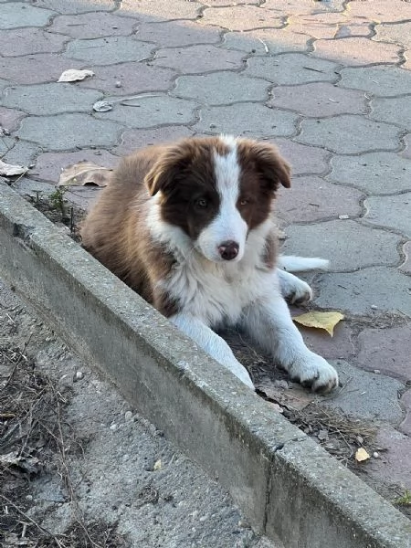 Cuccioli Border Collie senza pedigree | Foto 3