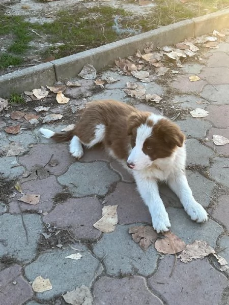 Cuccioli Border Collie senza pedigree | Foto 2