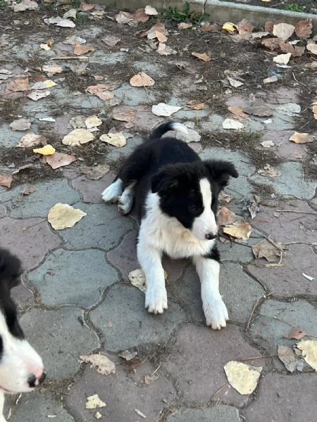 Cuccioli Border Collie senza pedigree | Foto 1