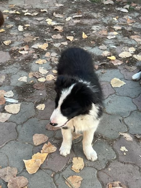 Cuccioli Border Collie senza pedigree | Foto 0