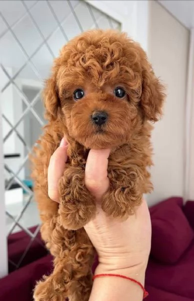 CUCCIOLI DI CANE BARBONCINO TOY | Foto 0