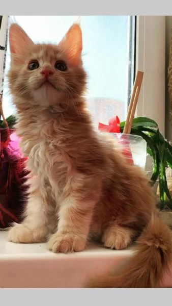 Maine Coon cuccioli pedigree