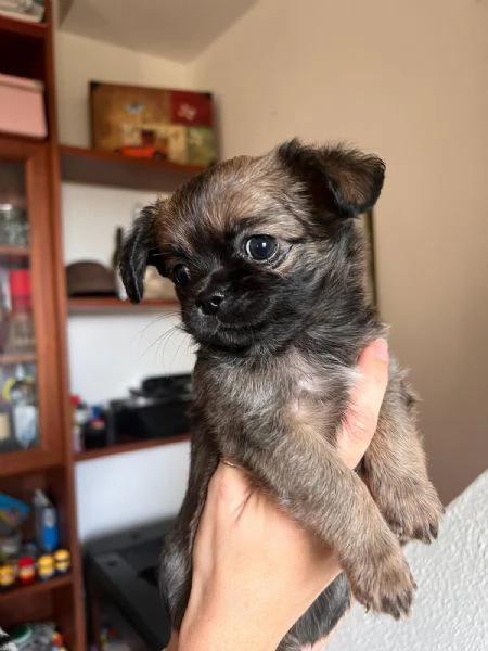 Cuccioli di chihuahua 