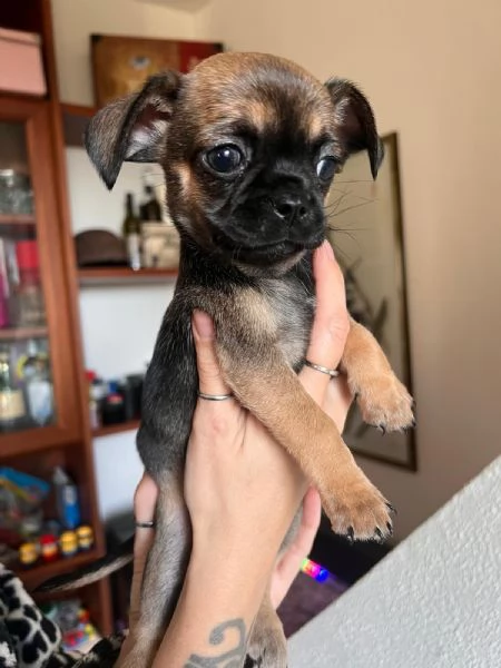 Cuccioli di chihuahua  | Foto 4