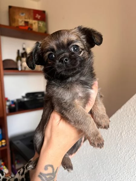 Cuccioli di chihuahua  | Foto 3