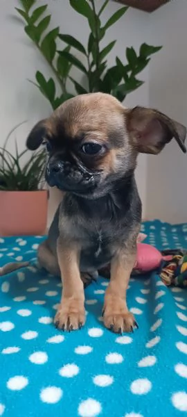 Due maschietti chihuahua pelo lungo e pelo corto  | Foto 3