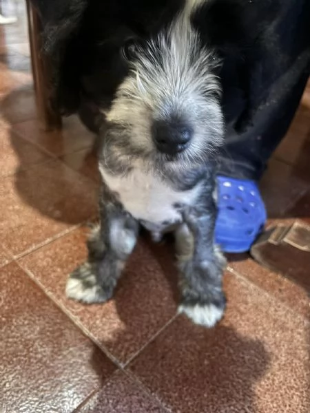 Cucciolo maschio incrocio tra Crested e Barboncino 