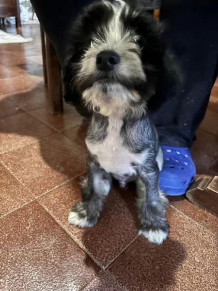 Cucciolo maschio incrocio tra Crested e Barboncino  | Foto 6