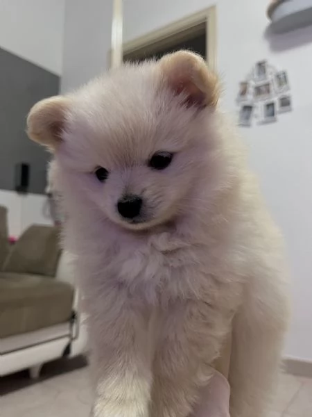 Cucciolo di spitz  | Foto 0