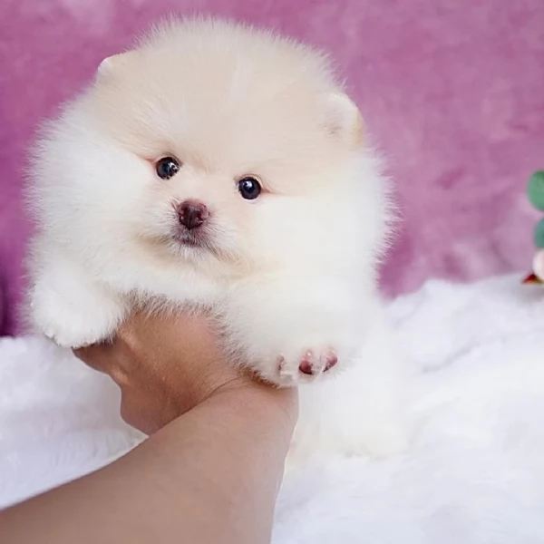 Bellissimo Pomerania giocattolo per Natale | Foto 5