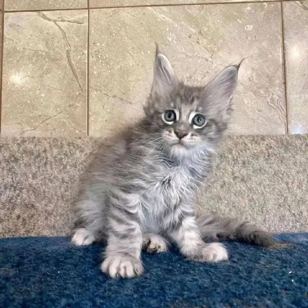 Maine coon cuccioli 