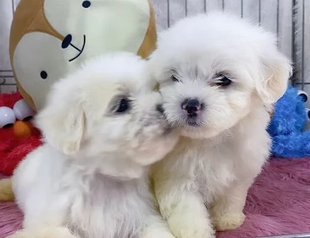 Cuccioli Maltesi maschio e femmina | Foto 0