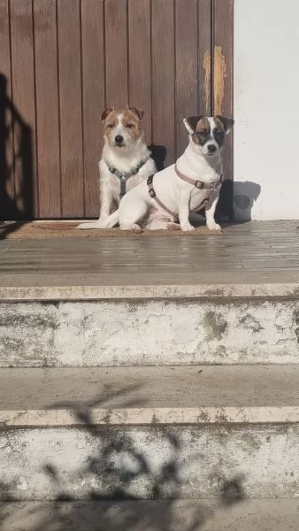 Cuccioli jack russell