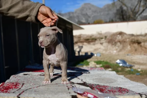 Ultimo Cucciolo Silver di American Pitbull Terrier | Foto 4