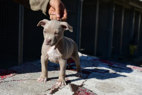 Ultimo Cucciolo Silver di American Pitbull Terrier | Foto 1