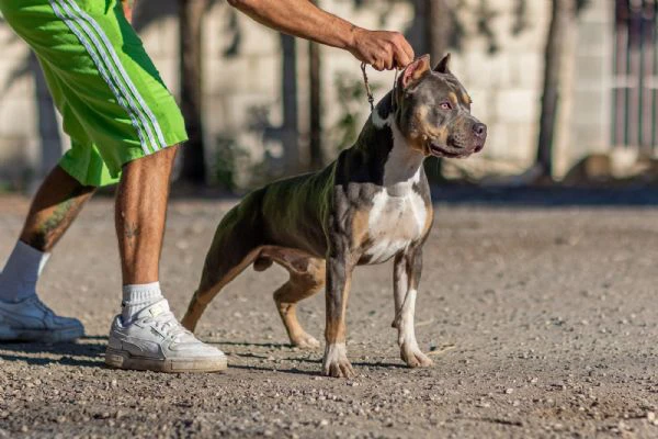 Disponibile ultima cucciola  di American Pitbull Terrier in standard UKC 