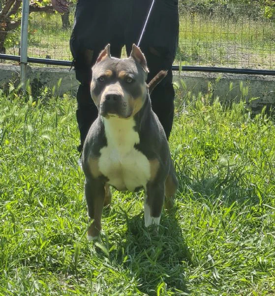 Disponibile ultima cucciola  di American Pitbull Terrier in standard UKC  | Foto 1