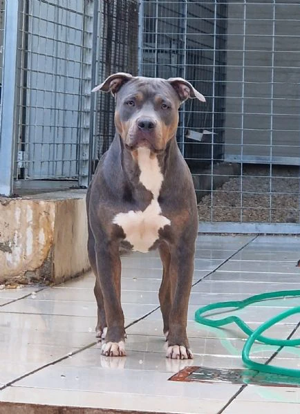 Disponibile ultima cucciola  di American Pitbull Terrier in standard UKC  | Foto 0