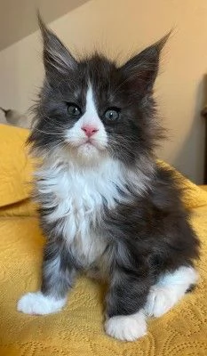 Cuccioli Maine Coon | Foto 3