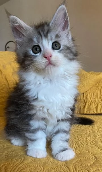 Cuccioli Maine Coon | Foto 1