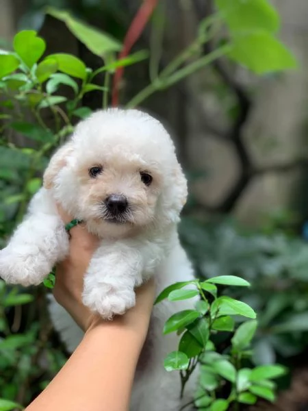 Cuccioli Barboncino toy