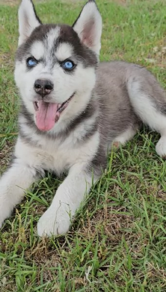 Siberian husky cuccioli