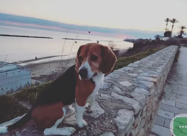 Regalo Beagle  | Foto 1