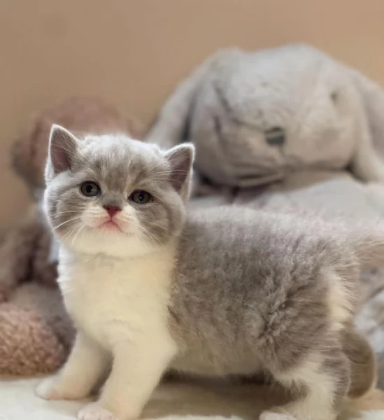 Gattini British Shorthair