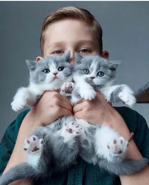 Gattini british shorthair